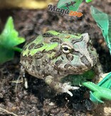 Magazoo Grenouille Cornue d'Argentine Verte (Pac Man)