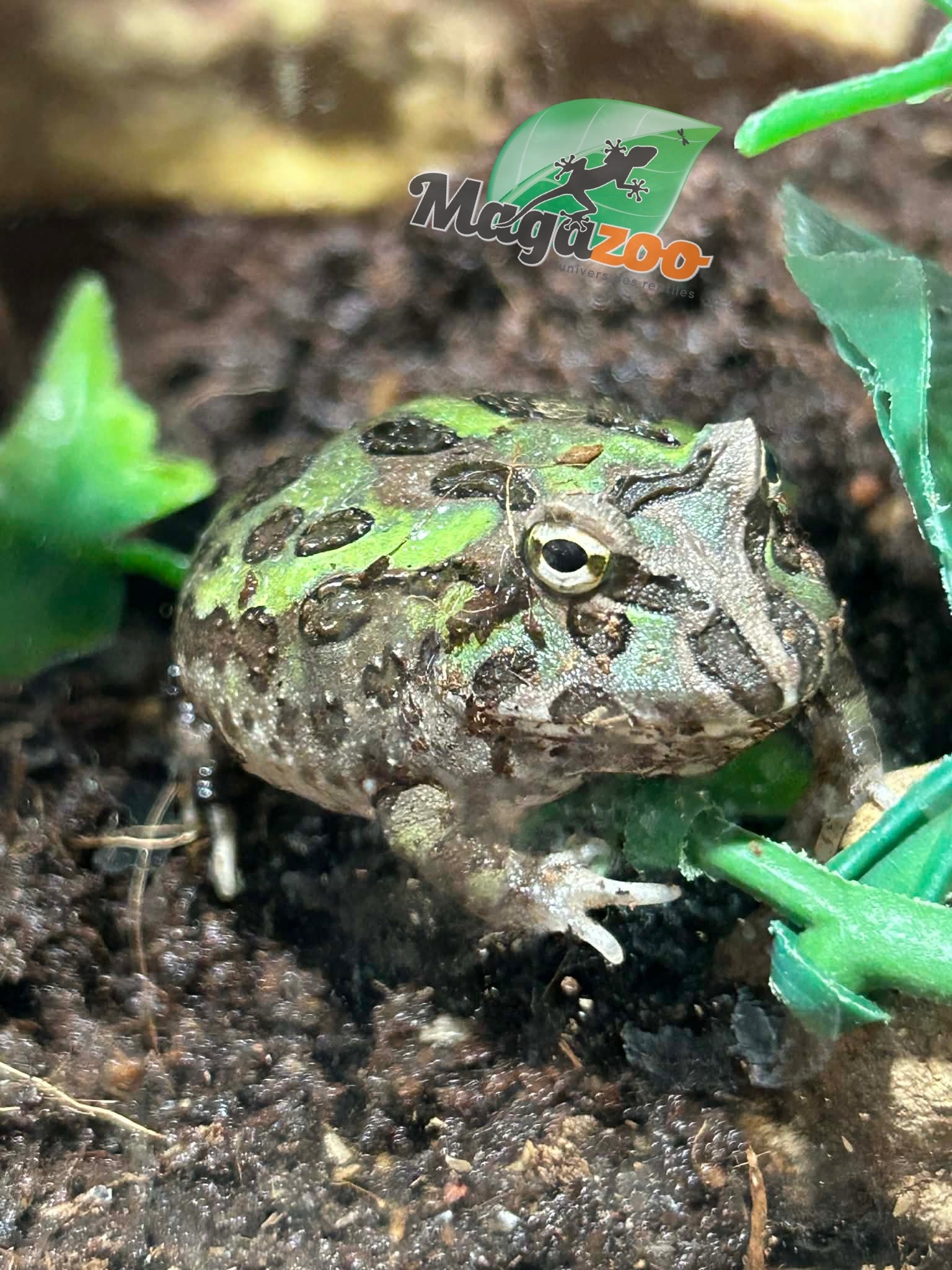 Magazoo Green horned frog (PacMan)