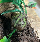 Magazoo Grenouille Cornue d'Argentine Verte (Pac Man)