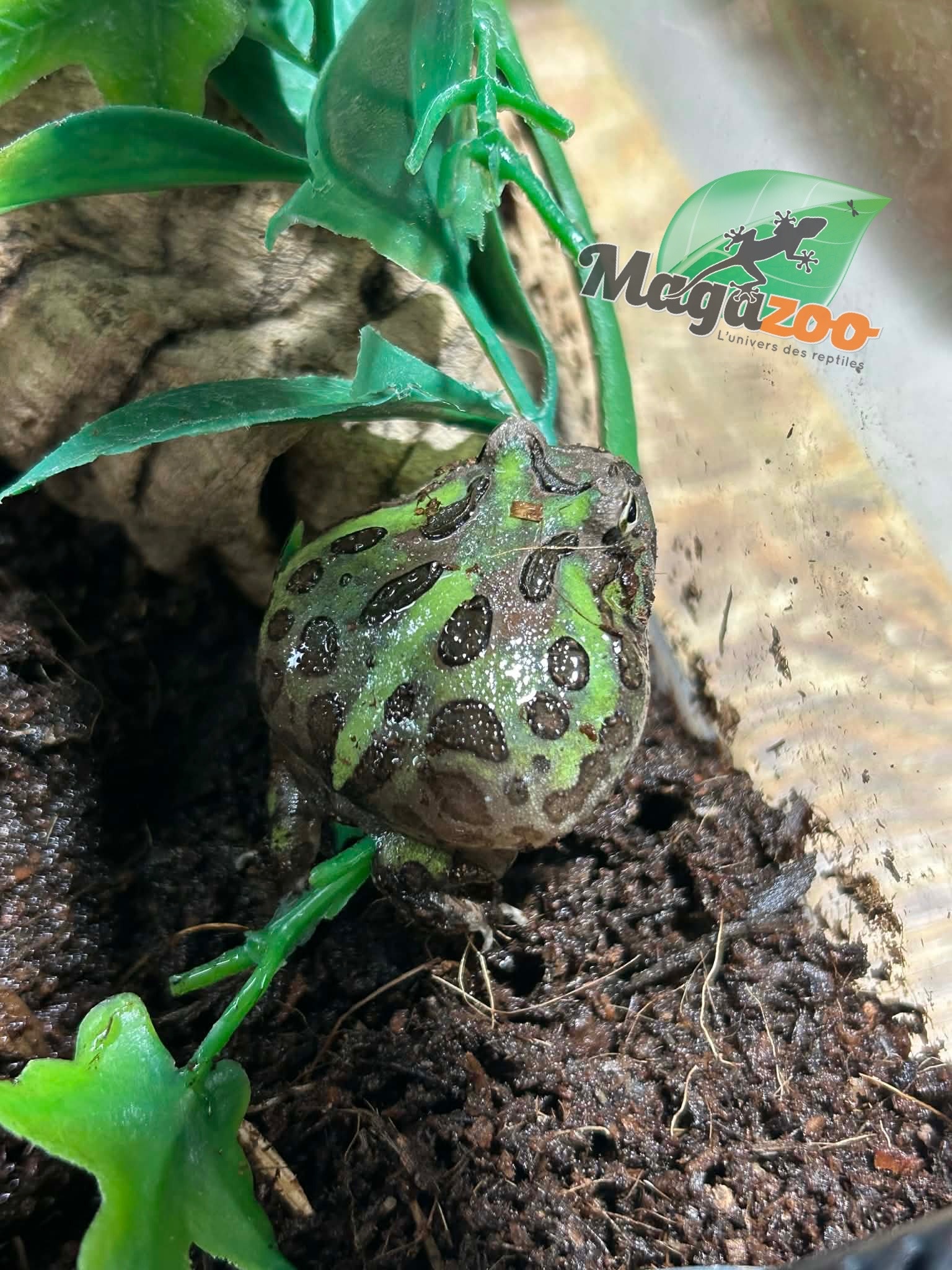 Magazoo Green horned frog (PacMan)