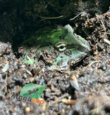 Magazoo Green horned frog (PacMan)
