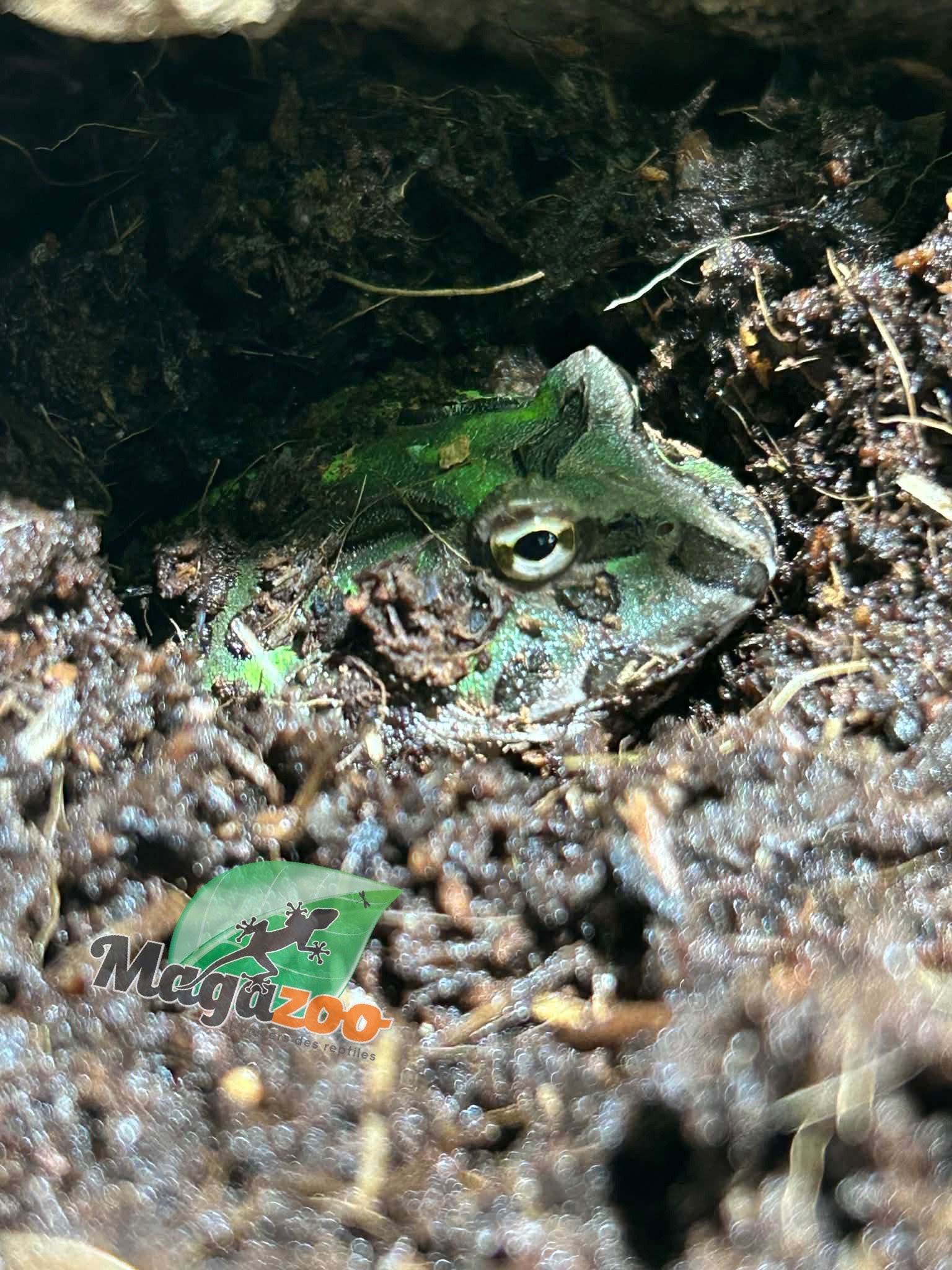 Magazoo Green horned frog (PacMan)