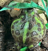 Magazoo Green horned frog (PacMan)