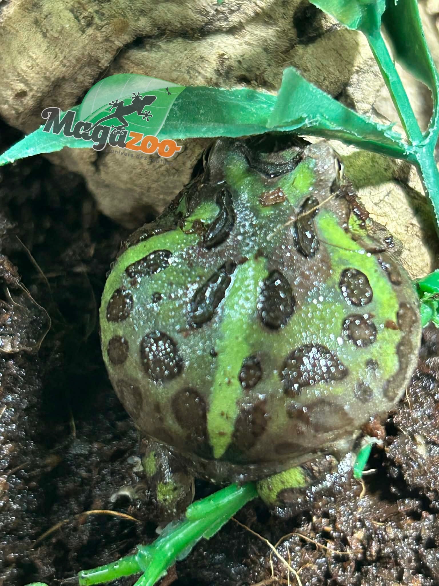 Magazoo Green horned frog (PacMan)