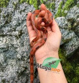 Magazoo Apalachicola kingsnake High Red