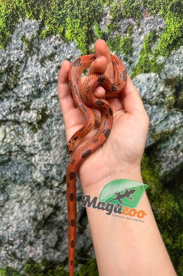 Magazoo Apalachicola kingsnake High Red