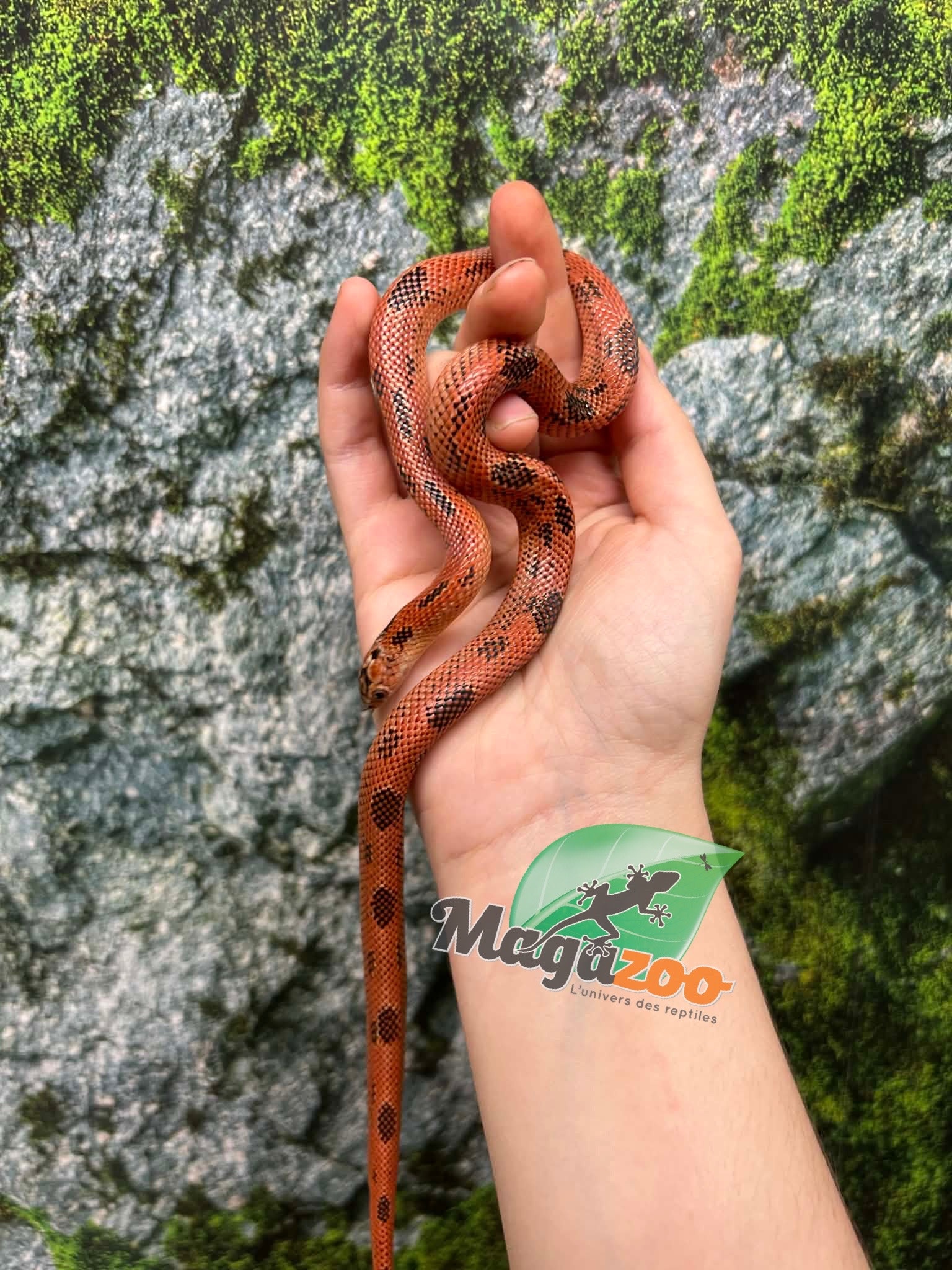 Magazoo Apalachicola kingsnake High Red