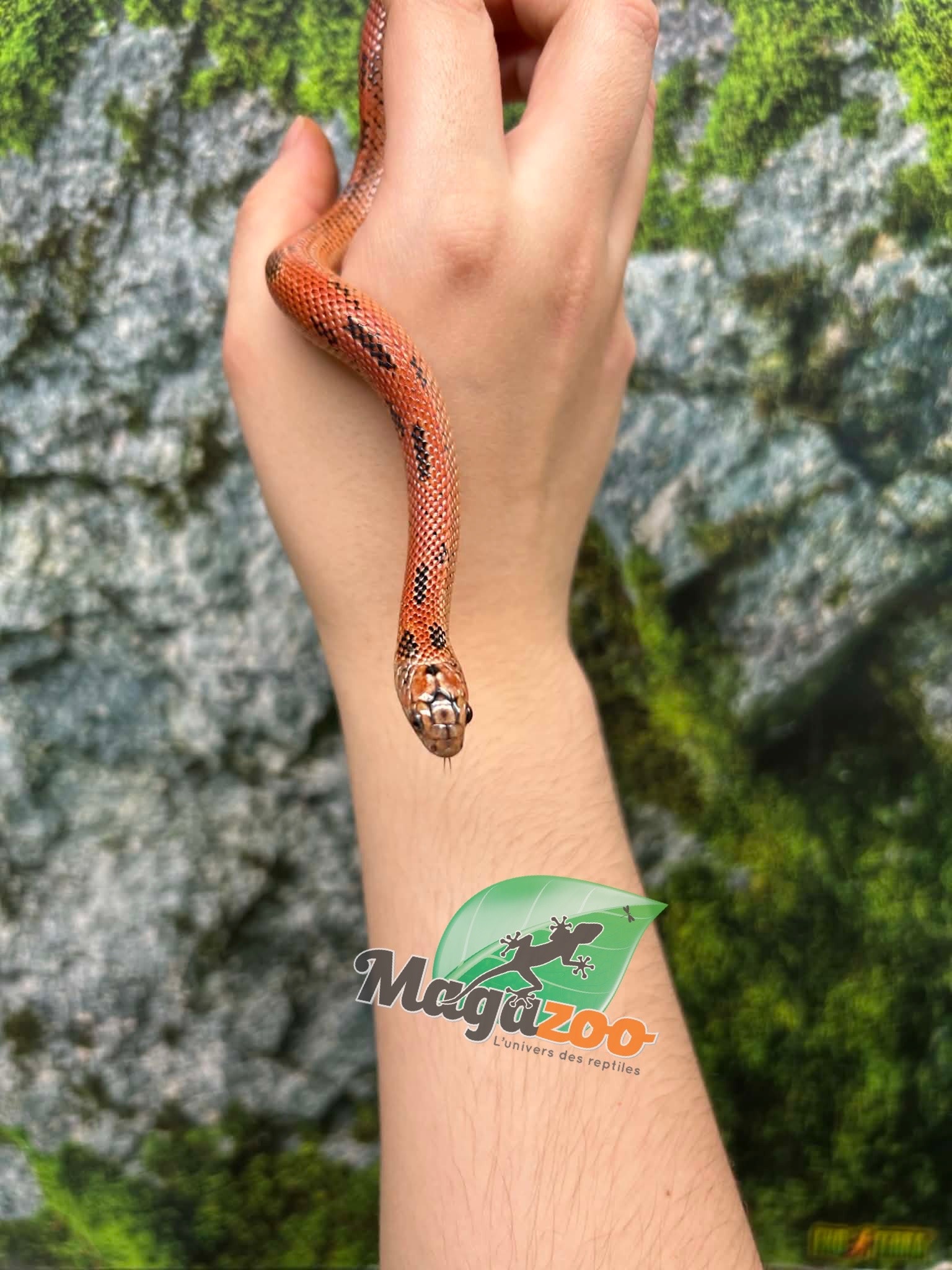 Magazoo Apalachicola kingsnake High Red