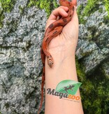 Magazoo Apalachicola kingsnake High Red