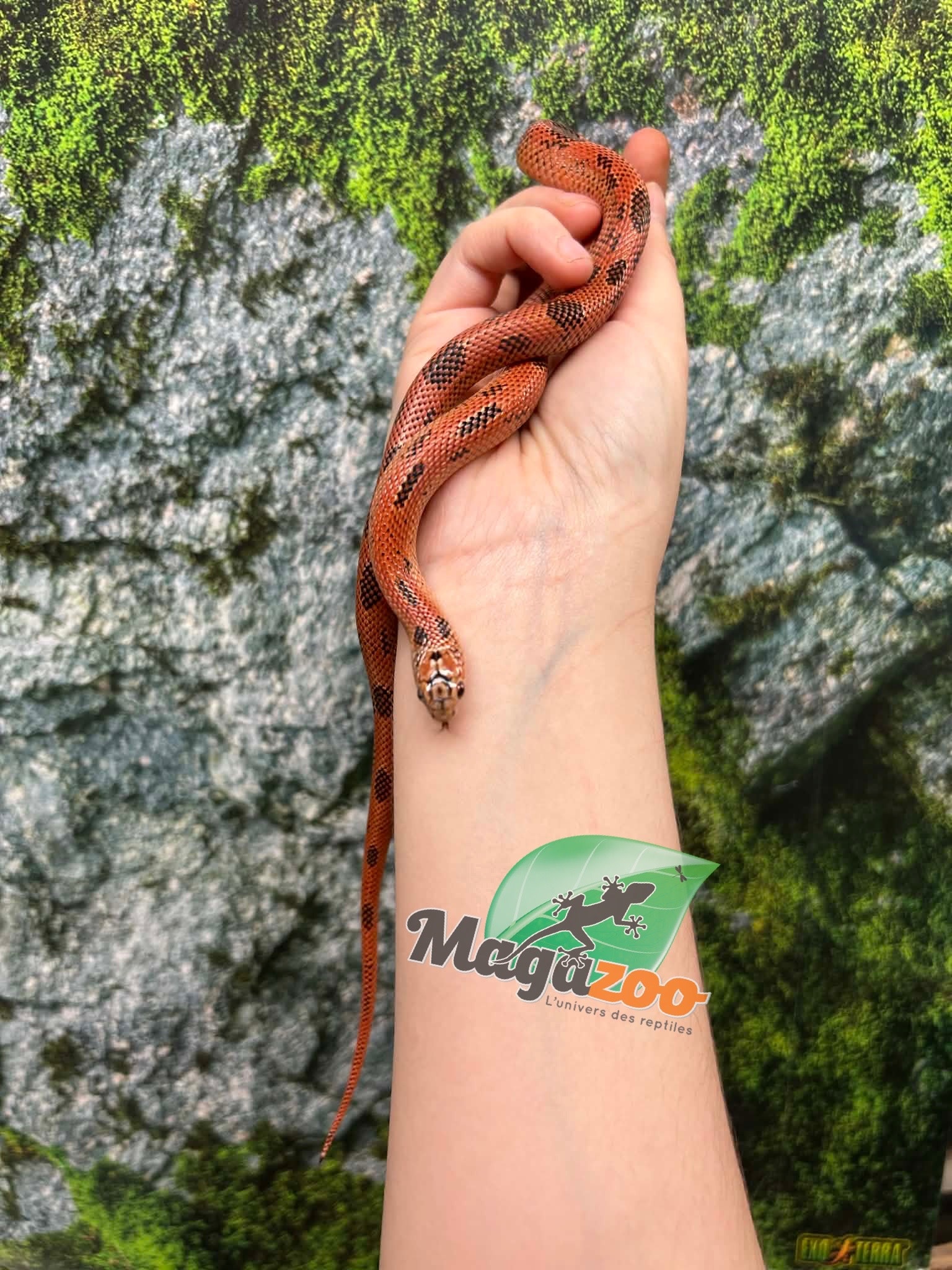 Magazoo Apalachicola kingsnake High Red