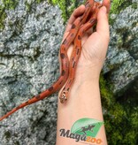 Magazoo Apalachicola kingsnake High Red