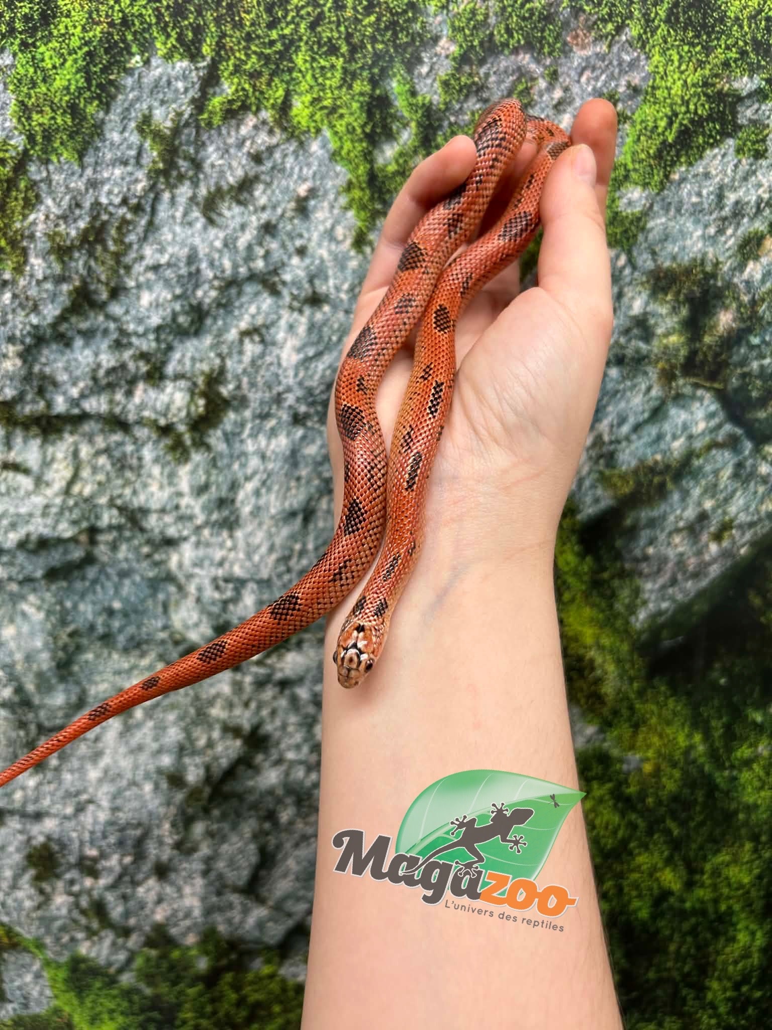 Magazoo Apalachicola kingsnake High Red