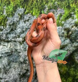 Magazoo Apalachicola kingsnake High Red