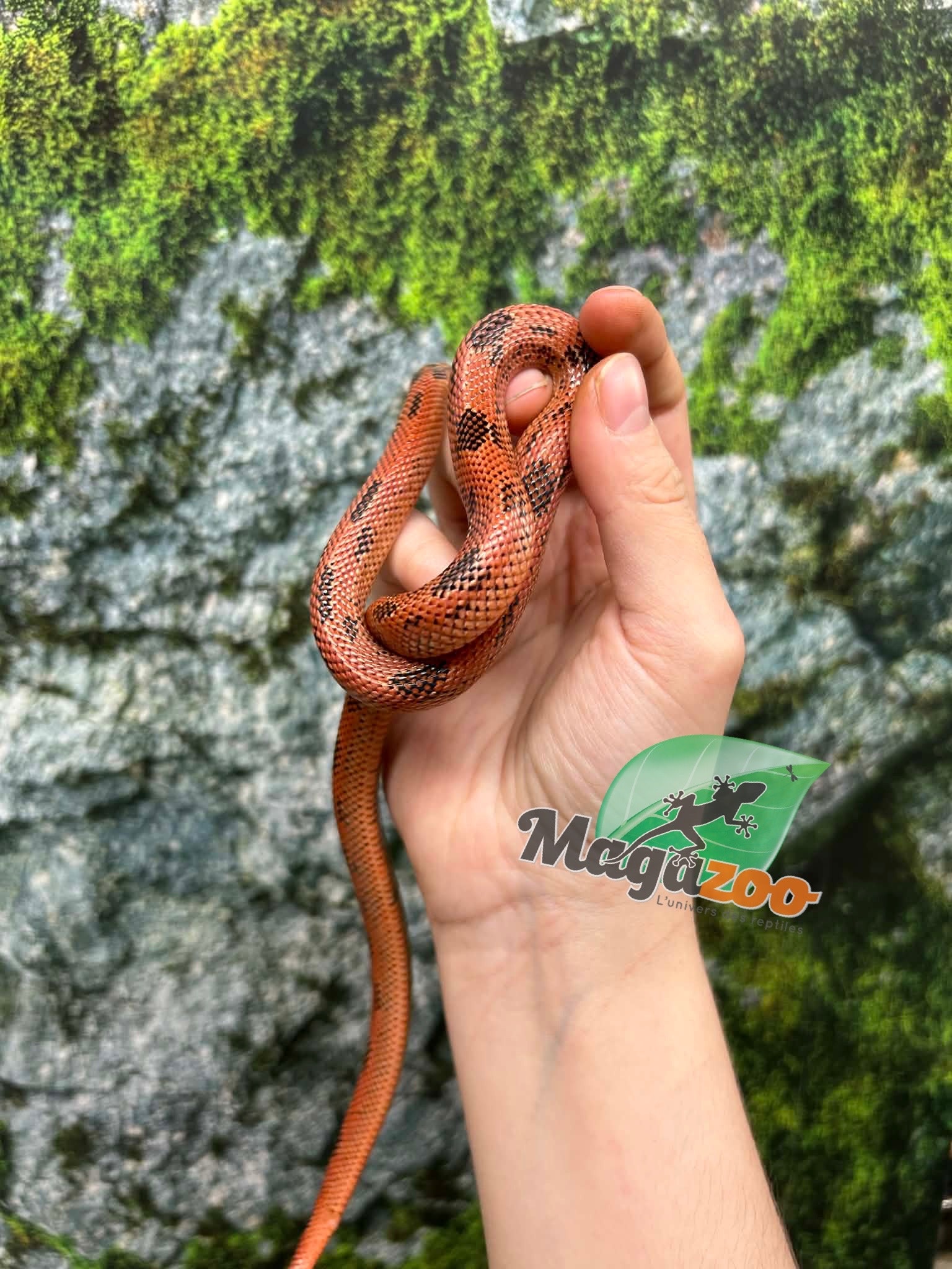 Magazoo Apalachicola kingsnake High Red