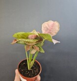 Magazoo Syngonium Podophyllum 'Neon Robusta' Plant 6cm