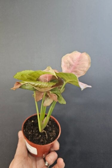Magazoo Plante Syngonium Podophyllum 'Neon Robusta' 6cm