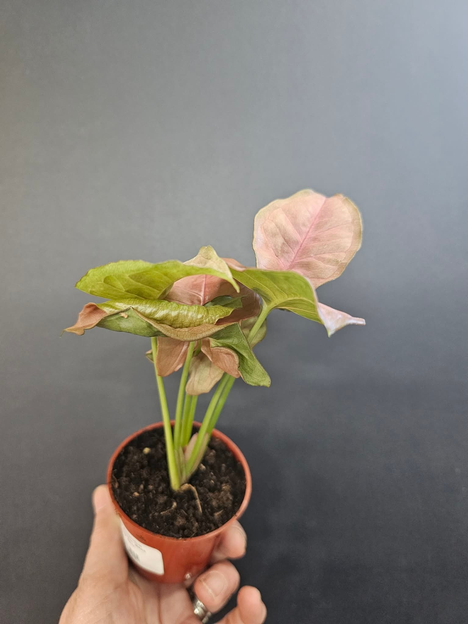 Magazoo Plante Syngonium Podophyllum 'Neon Robusta' 6cm