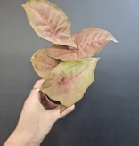 Magazoo Syngonium Podophyllum 'Neon Robusta' Plant 6cm