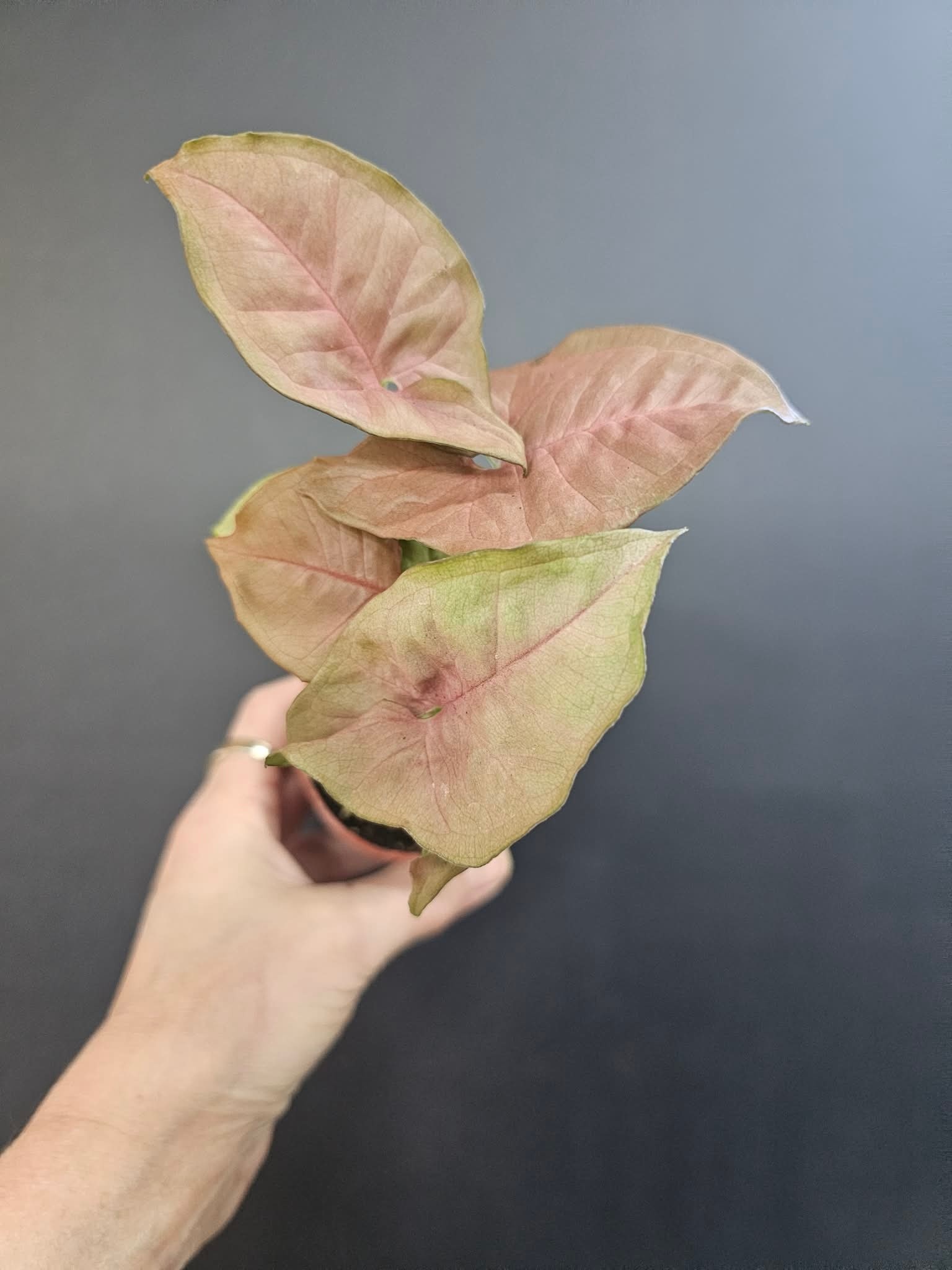Magazoo Plante Syngonium Podophyllum 'Neon Robusta' 6cm