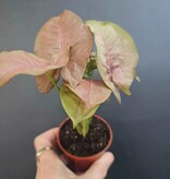 Magazoo Syngonium Podophyllum 'Neon Robusta' Plant 6cm