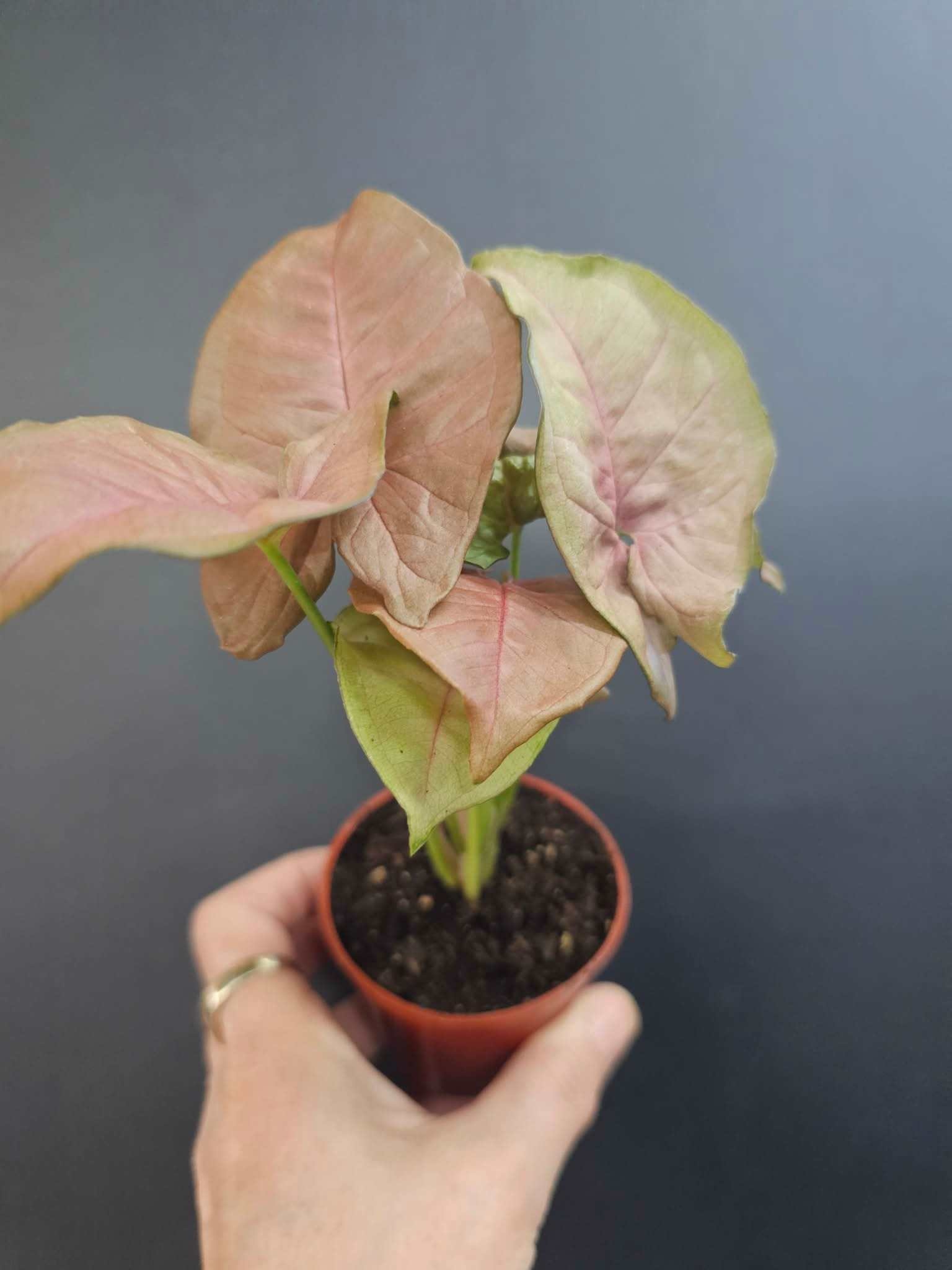 Magazoo Syngonium Podophyllum 'Neon Robusta' Plant 6cm