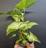 Magazoo Syngonium podophyllum ''White Butterfly'' Plant
