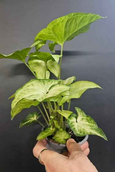 Magazoo Plante Syngonium podophyllum ''White Butterfly''