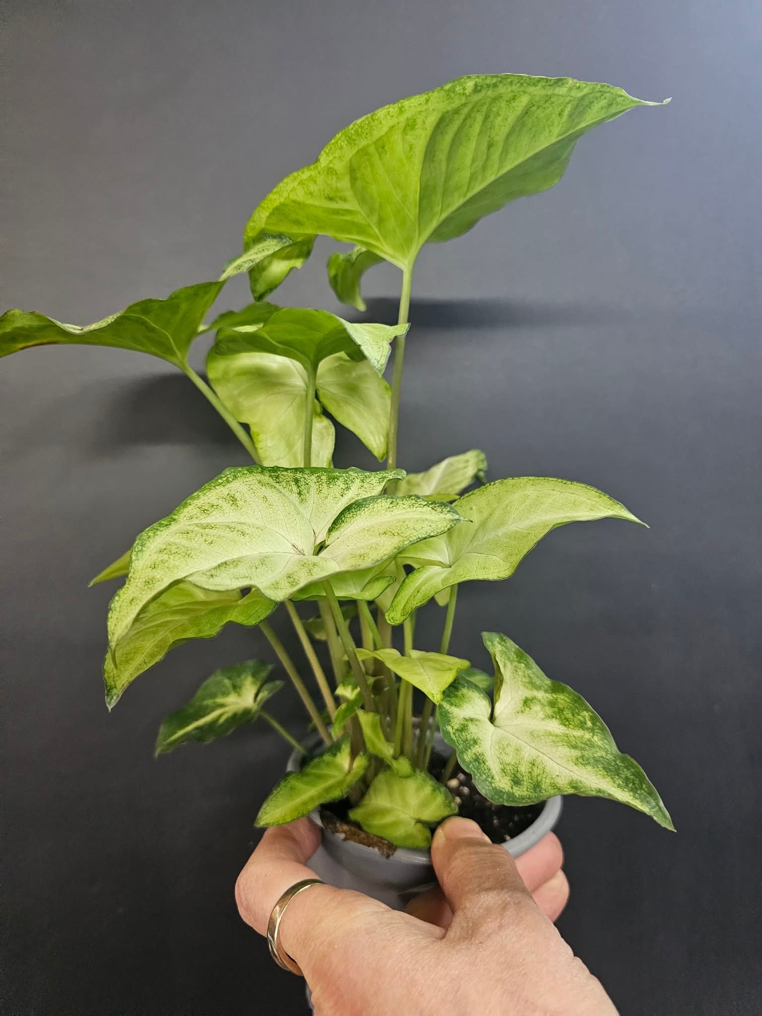 Magazoo Plante Syngonium podophyllum ''White Butterfly''