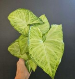 Magazoo Plante Syngonium podophyllum ''White Butterfly''