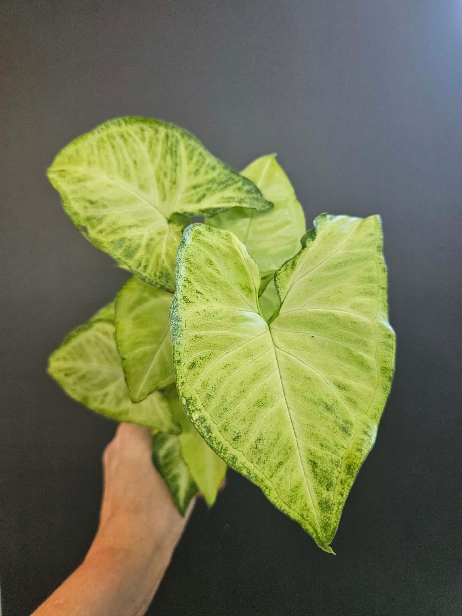 Magazoo Syngonium podophyllum ''White Butterfly'' Plant