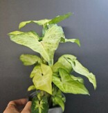 Magazoo Syngonium podophyllum ''White Butterfly'' Plant