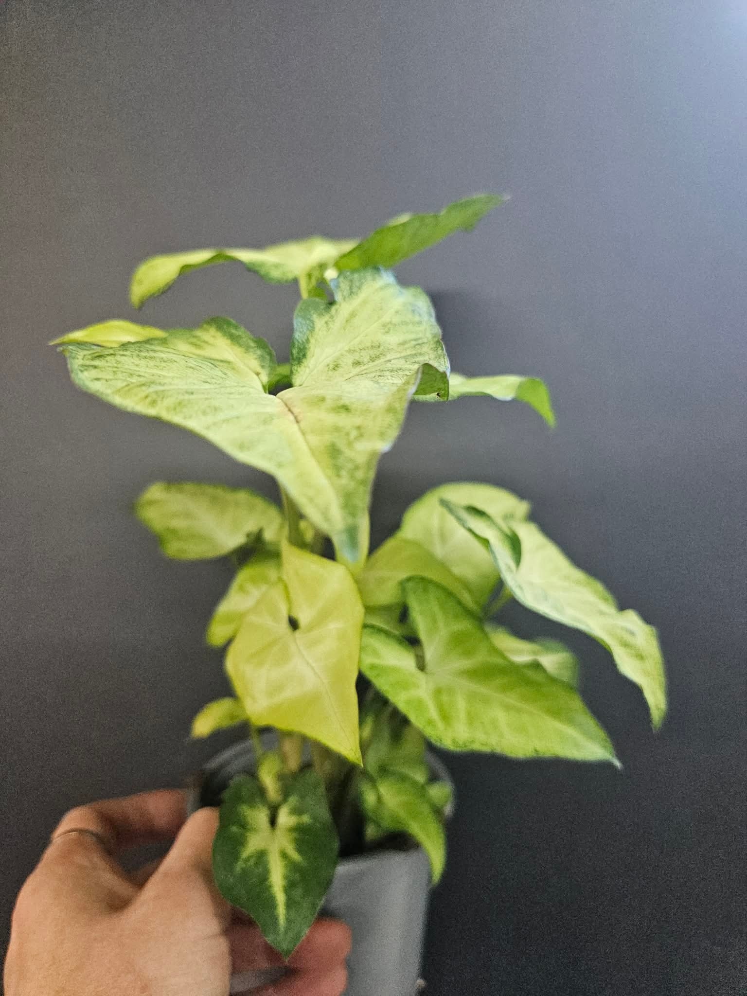 Magazoo Plante Syngonium podophyllum ''White Butterfly''
