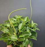 Magazoo Plante Peperomia Orbea 'Pixie' 10cm