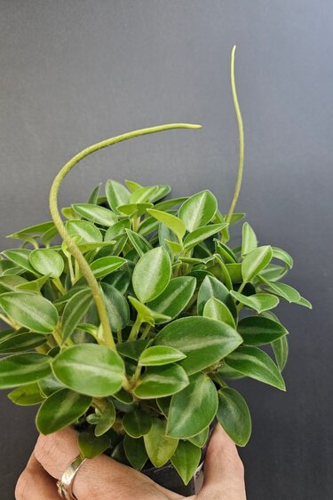 Magazoo Plante Peperomia Orbea 'Pixie' 10cm