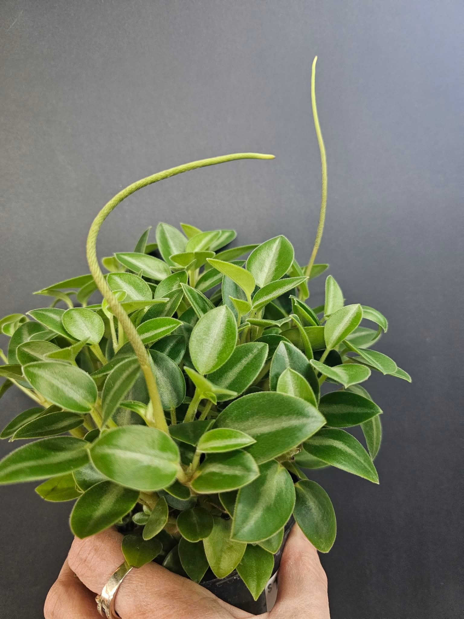 Magazoo Plante Peperomia Orbea 'Pixie' 10cm