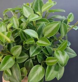 Magazoo Plante Peperomia Orbea 'Pixie' 10cm