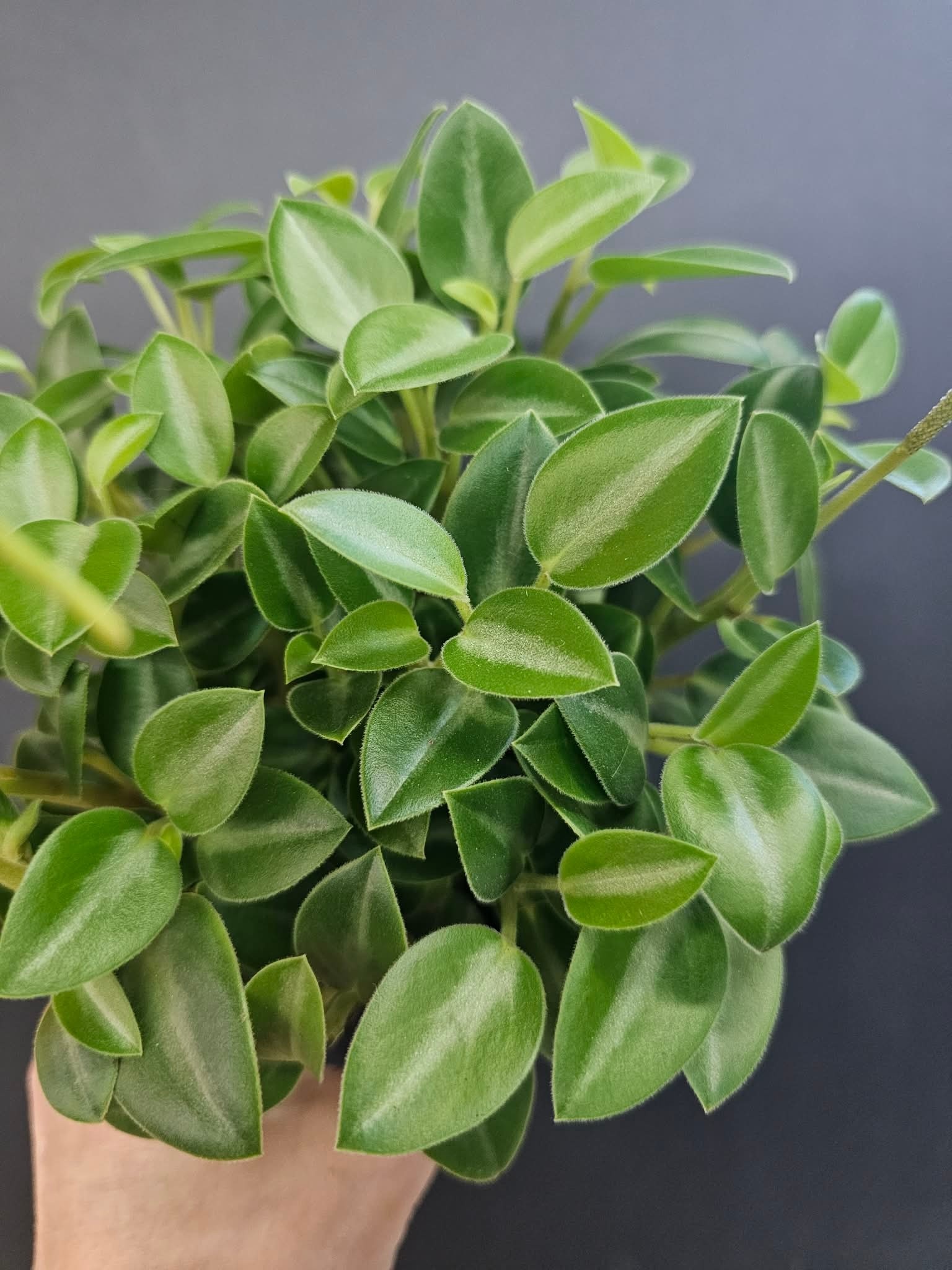 Magazoo Plante Peperomia Orbea 'Pixie' 10cm