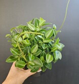 Magazoo Plante Peperomia Orbea 'Pixie' 10cm