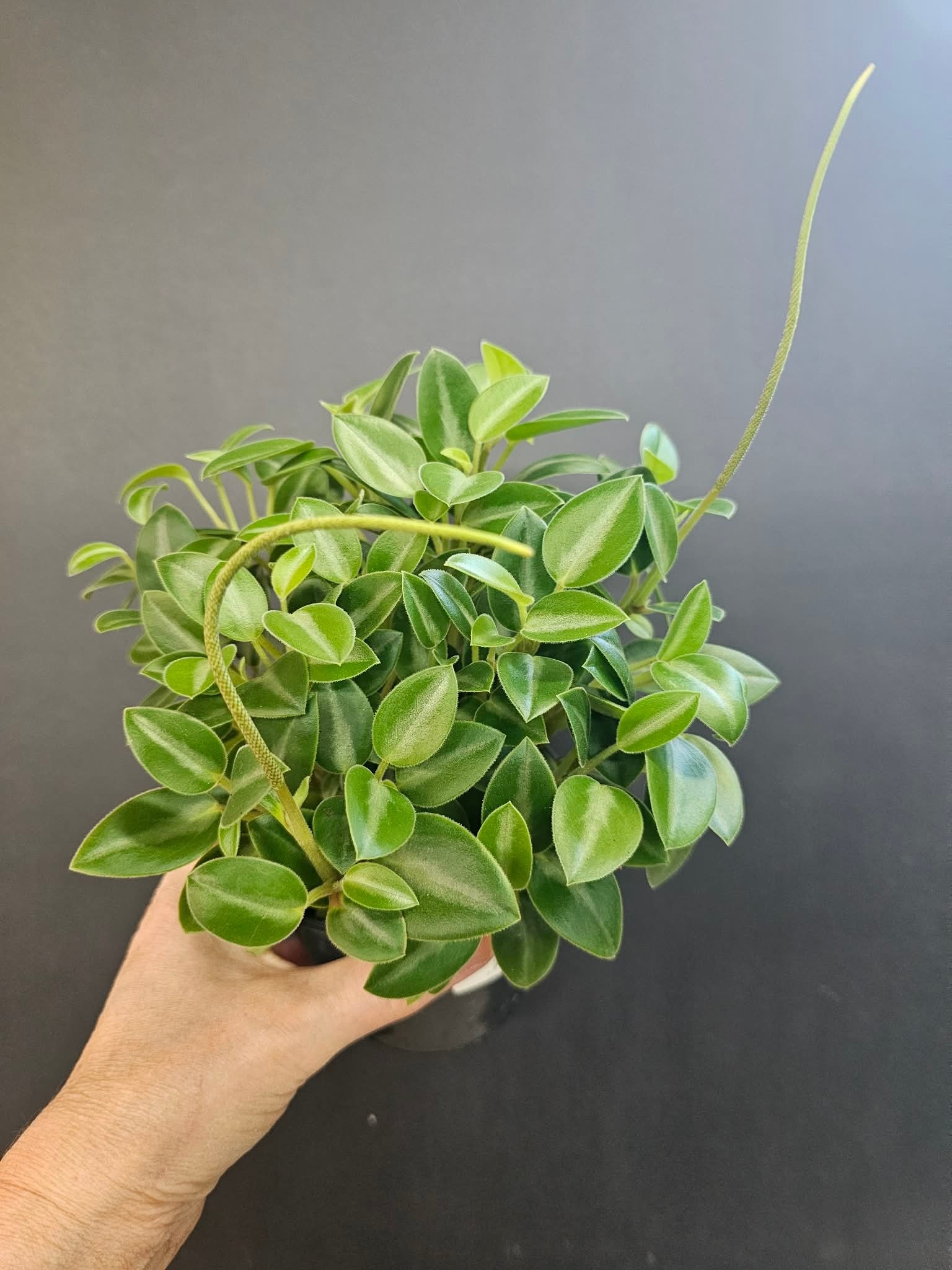 Magazoo Plante Peperomia Orbea 'Pixie' 10cm