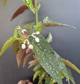 Magazoo Begonia Maculata 'Silver spot' Plant (pot 9 cm)