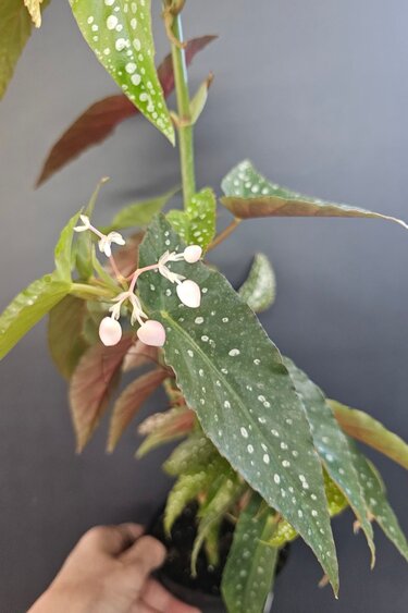 Magazoo Plante Begonia Maculata 'Silver spot' (pot 9 cm)