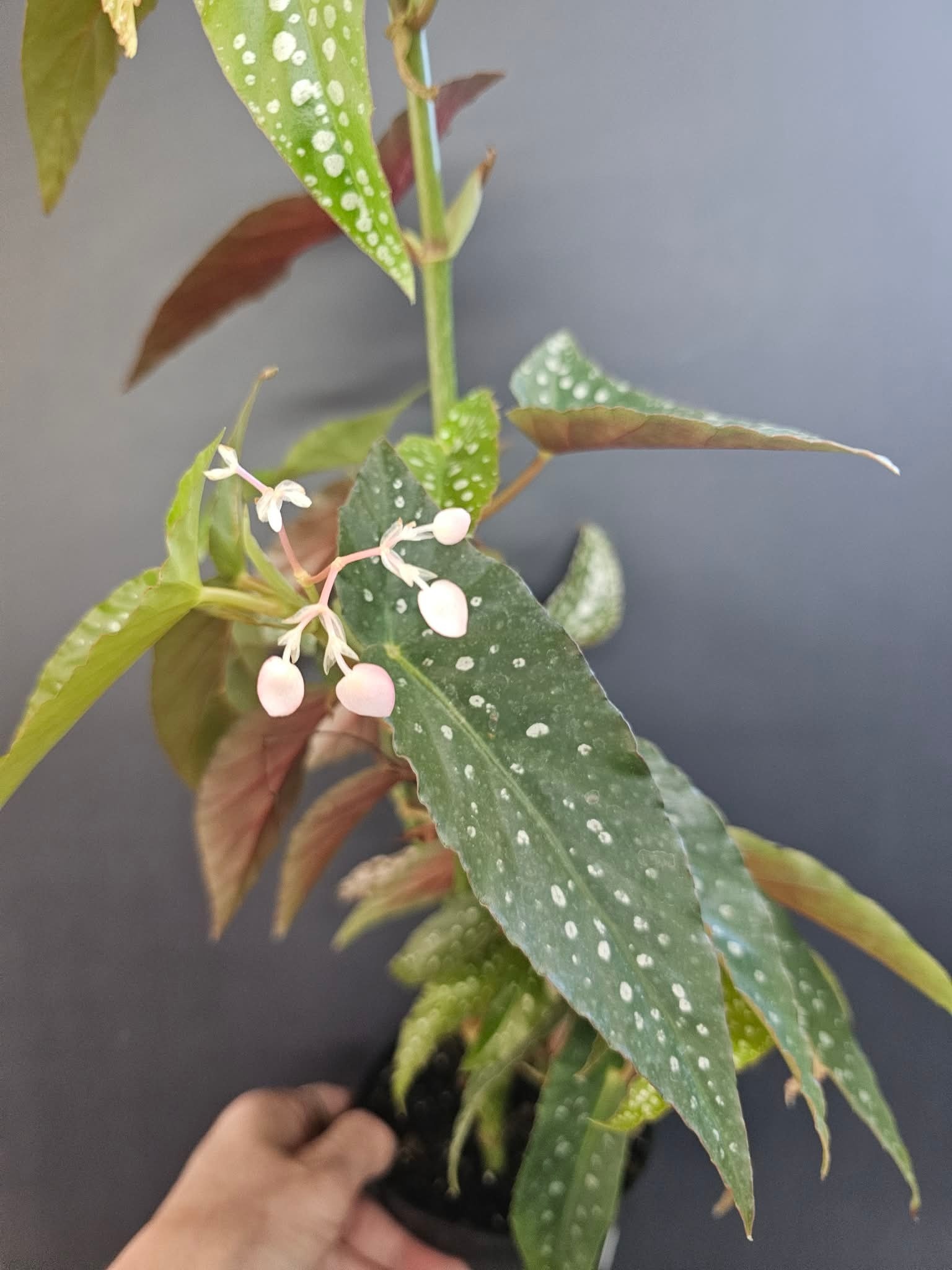Magazoo Plante Begonia Maculata 'Silver spot' (pot 9 cm)