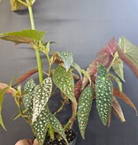 Magazoo Begonia Maculata 'Silver spot' Plant (pot 9 cm)