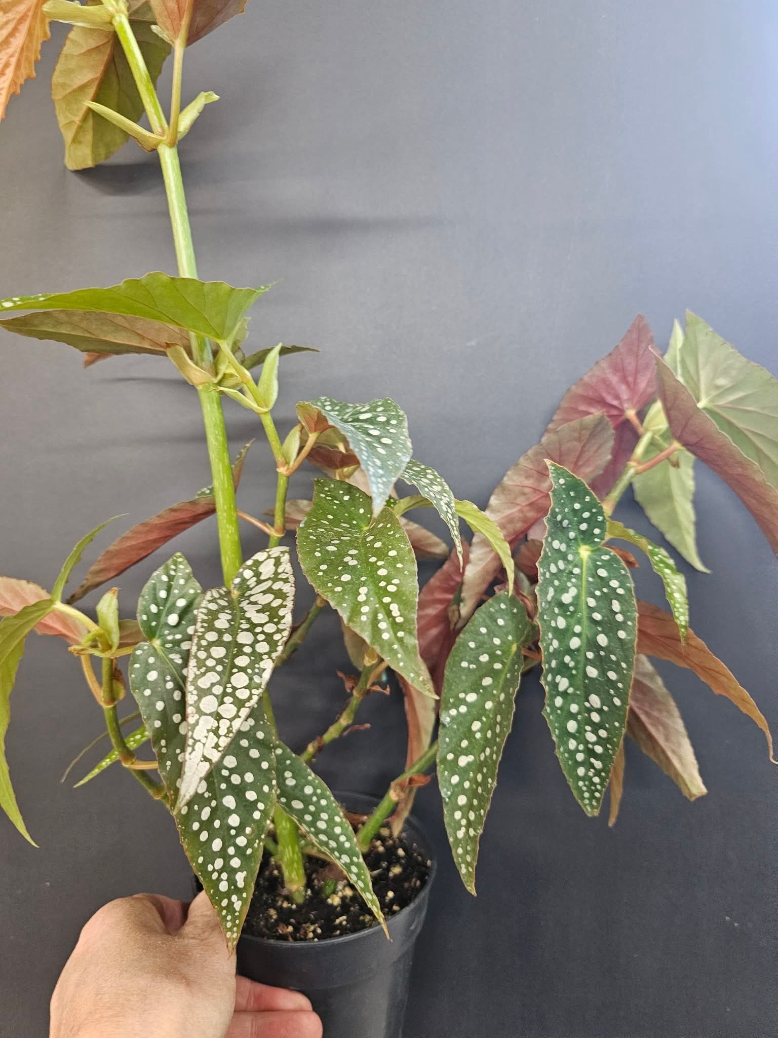 Magazoo Begonia Maculata 'Silver spot' Plant (pot 9 cm)