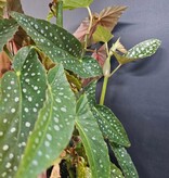 Magazoo Plante Begonia Maculata 'Silver spot' (pot 9 cm)