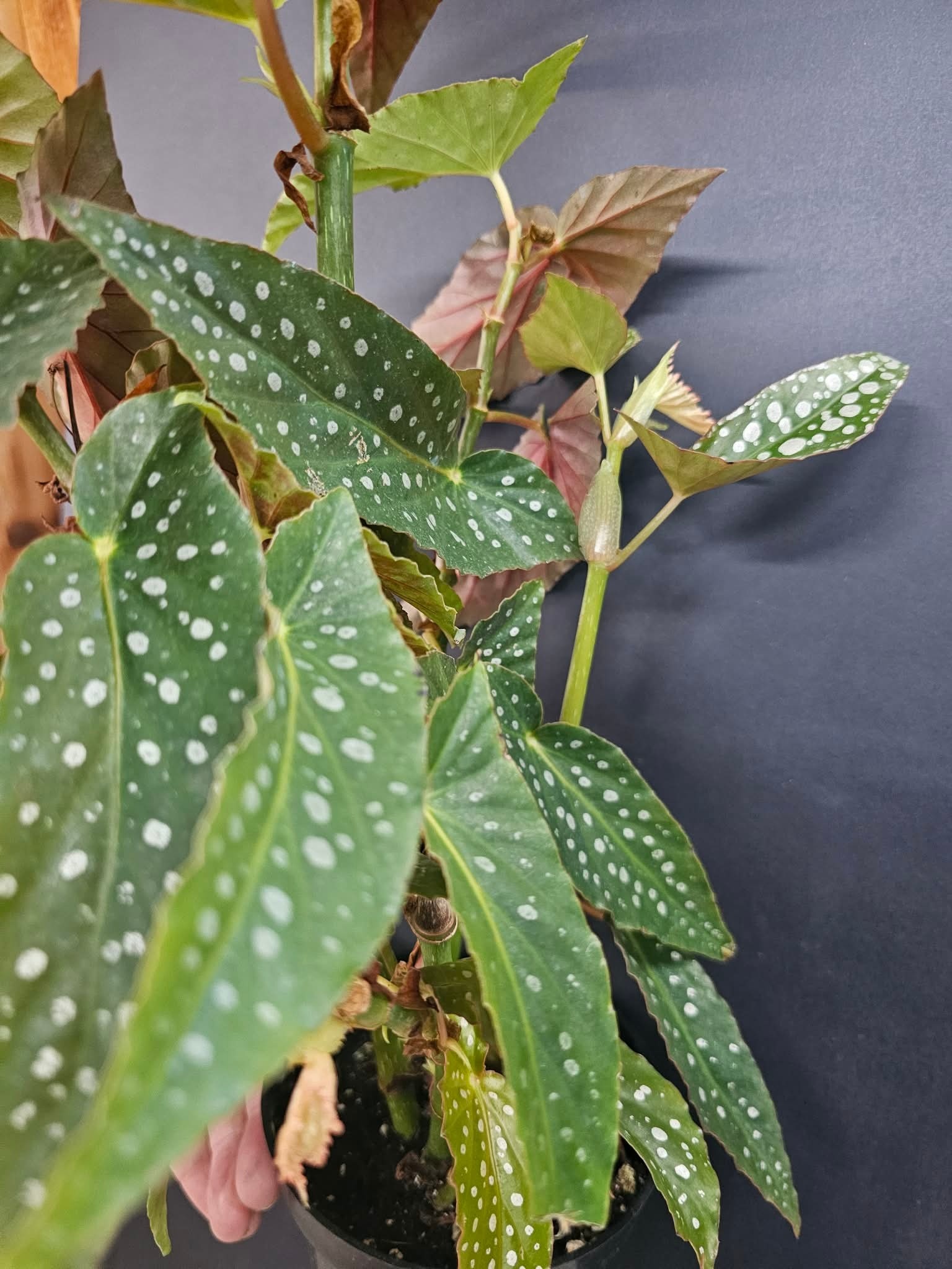 Magazoo Begonia Maculata 'Silver spot' Plant (pot 9 cm)