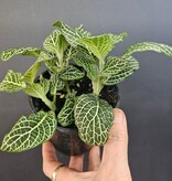 Magazoo Plante Fittonia Gigantea | Plante Mosaïque à grandes feuilles - Vert 9 cm