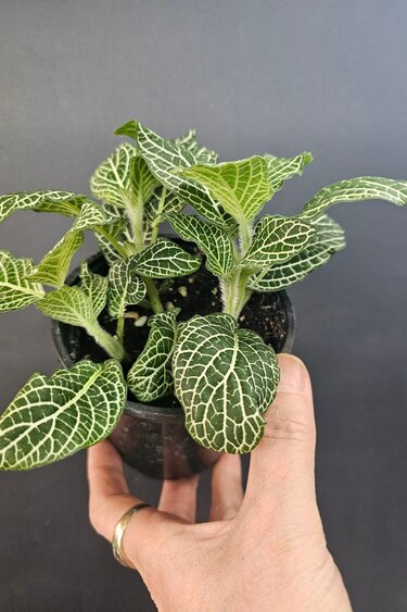 Magazoo Plante Fittonia Gigantea | Plante Mosaïque à grandes feuilles - Vert 9 cm