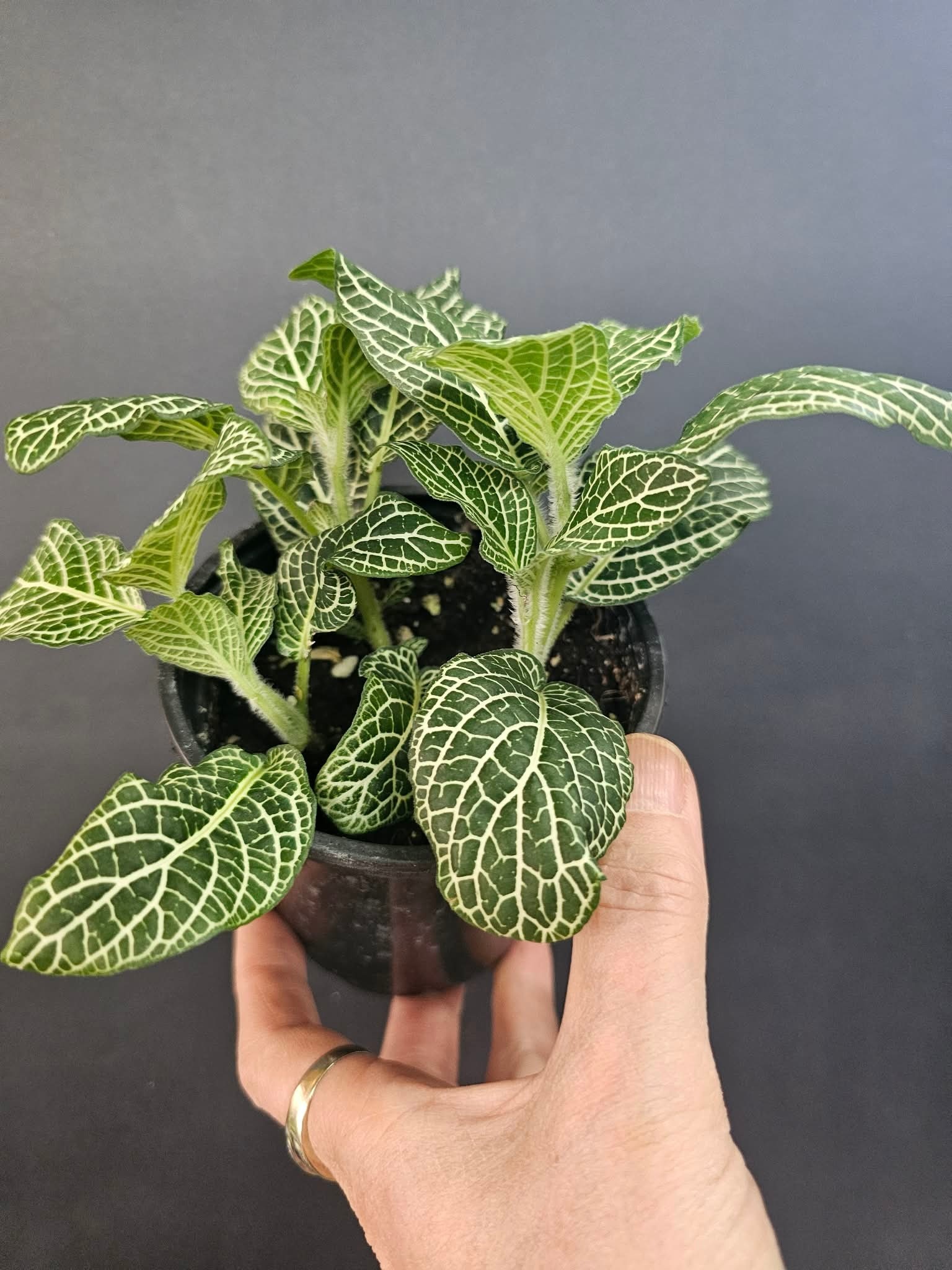 Magazoo Plante Fittonia Gigantea | Plante Mosaïque à grandes feuilles - Vert 9 cm