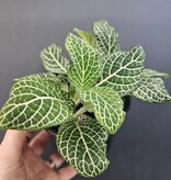 Magazoo Plante Fittonia Gigantea | Plante Mosaïque à grandes feuilles - Vert 9 cm